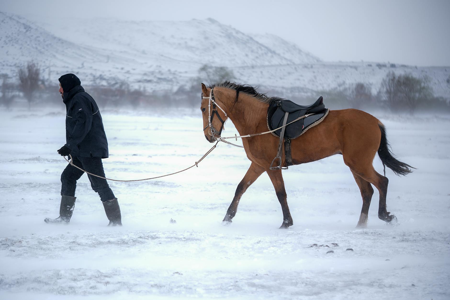 Jeździec prowadzi konia przez ośnieżony podlaski krajobraz