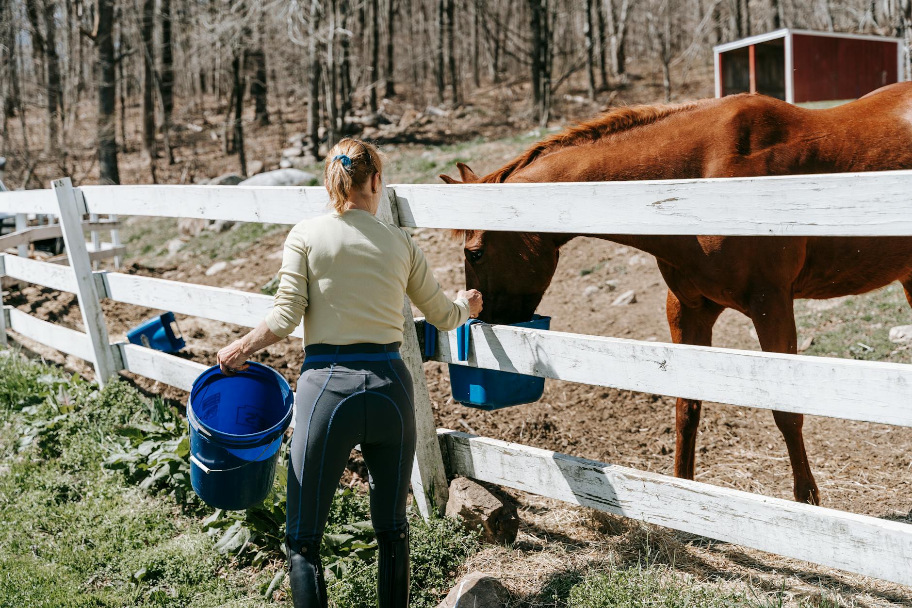 Kobieta podaje wodę koniowi przy ogrodzeniu po treningu