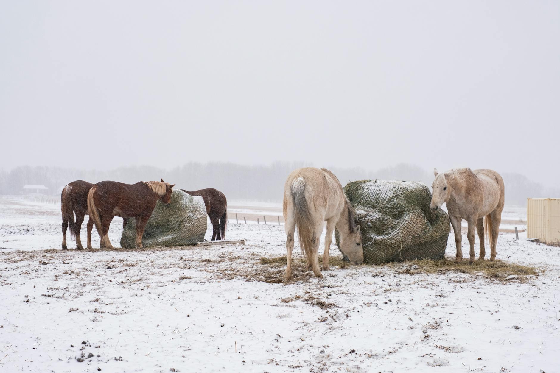 Konie jedzą siano na ośnieżonym pastwisku zimą