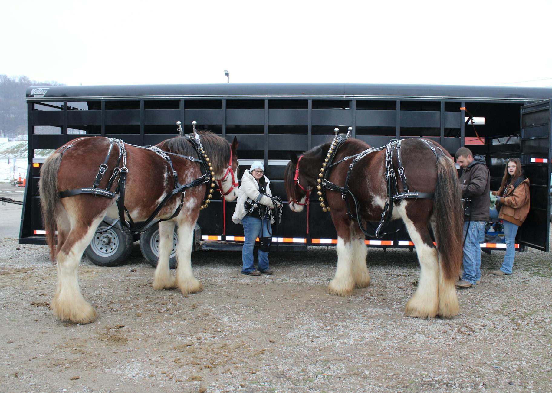 Konie rasy Clydesdale przy przyczepie z opiekunami podczas załadunku