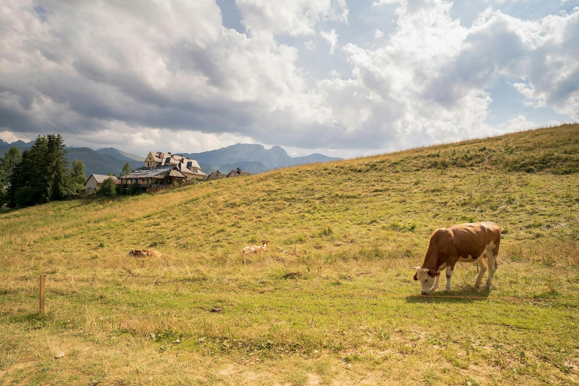 Krowy pasące się na zielonym wzgórzu w pobliżu wiejskich zabudowań
