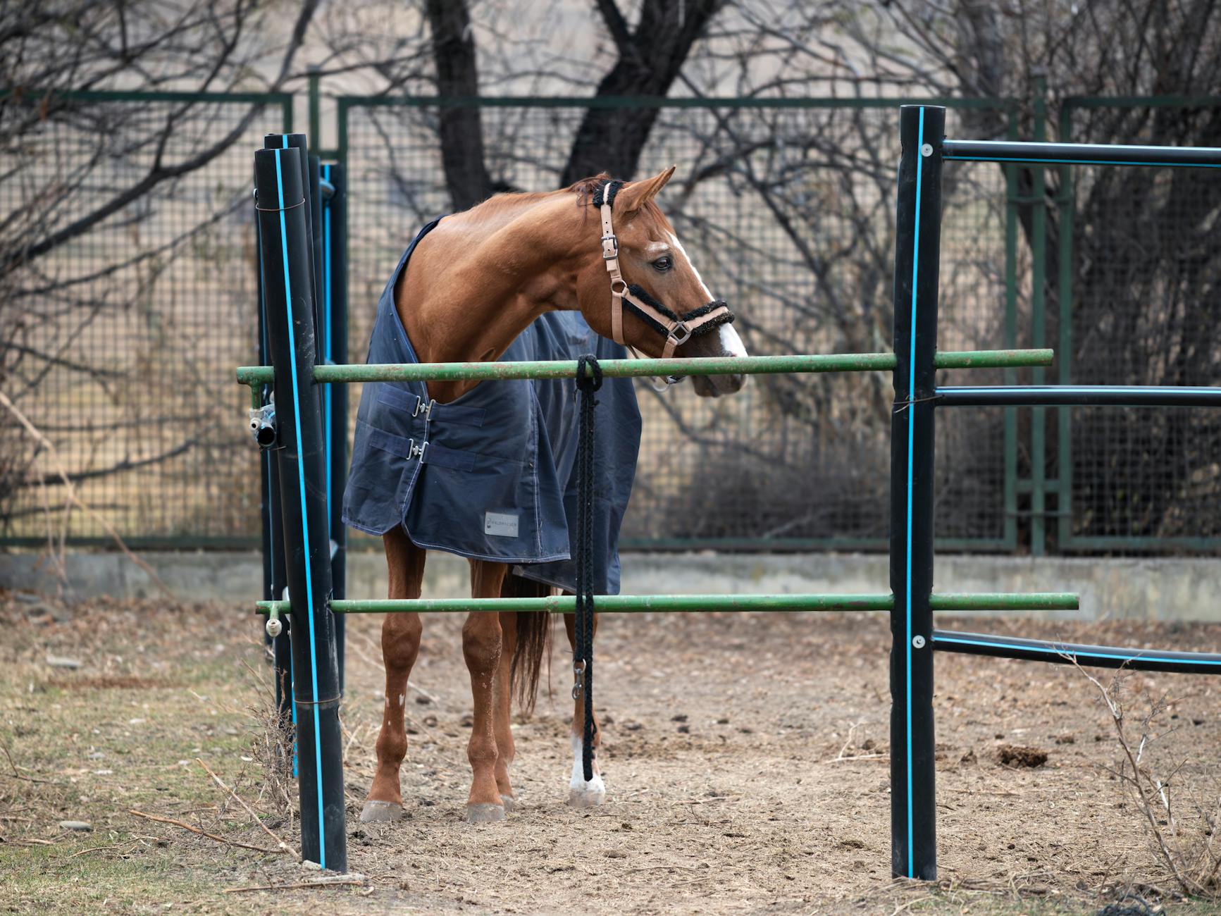 Kasztanowy koń w derce stojący na zimowym padoku