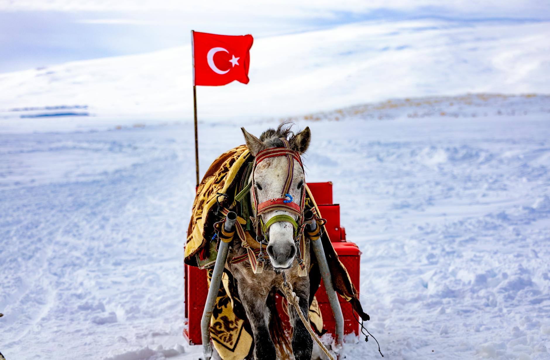 Koń ciągnący sanie po śniegu, w tle powiewa turecka flaga