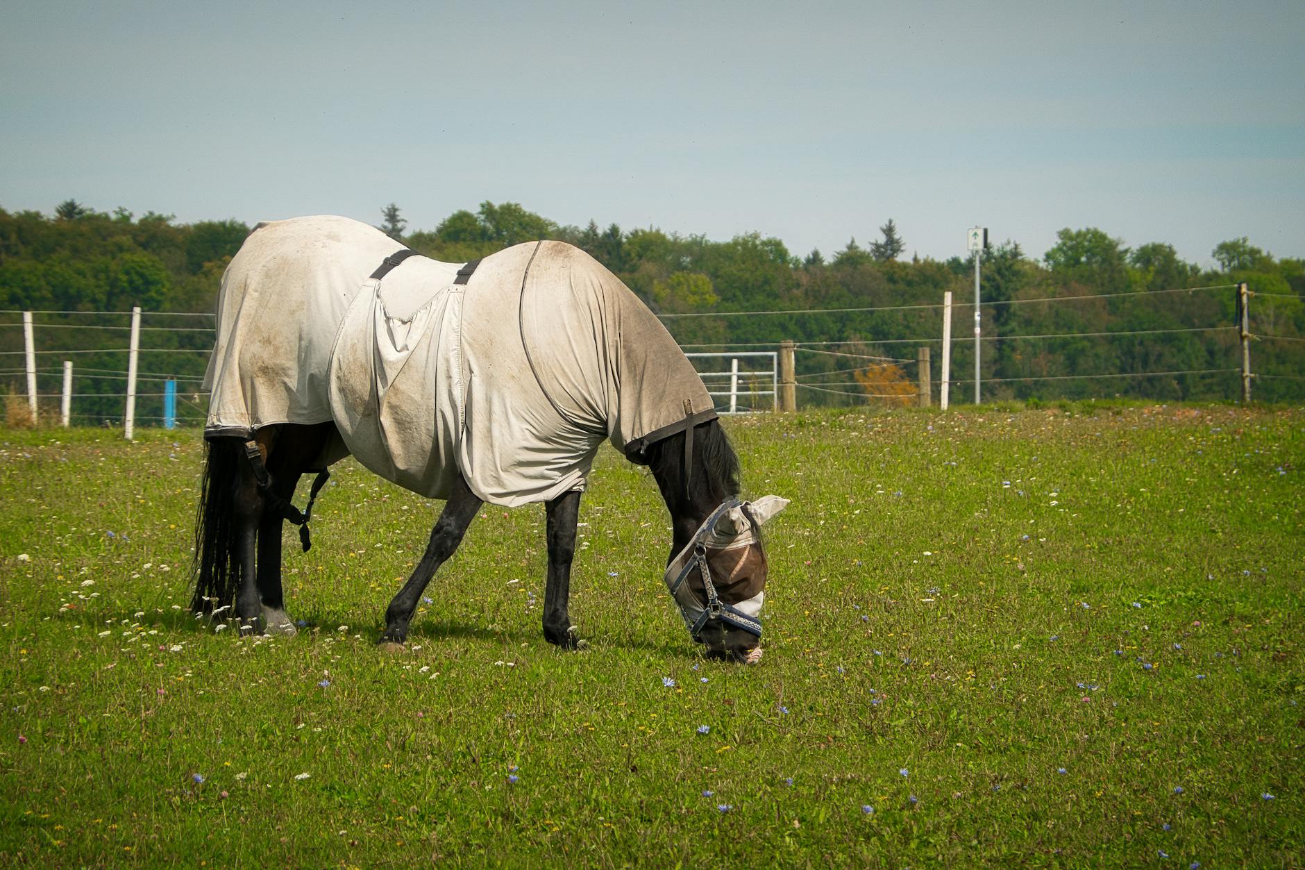 Koń w derce siatkowej na owady pasący się na zielonej łące