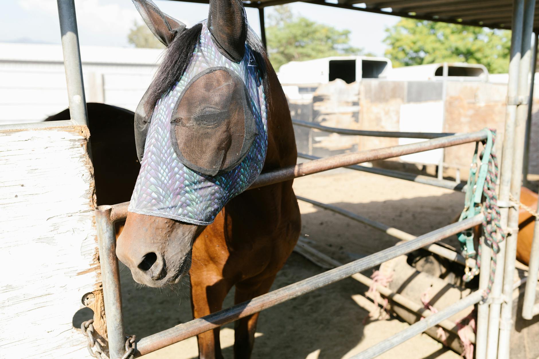 Koń w stajni w ochronnej masce przeciw owadom