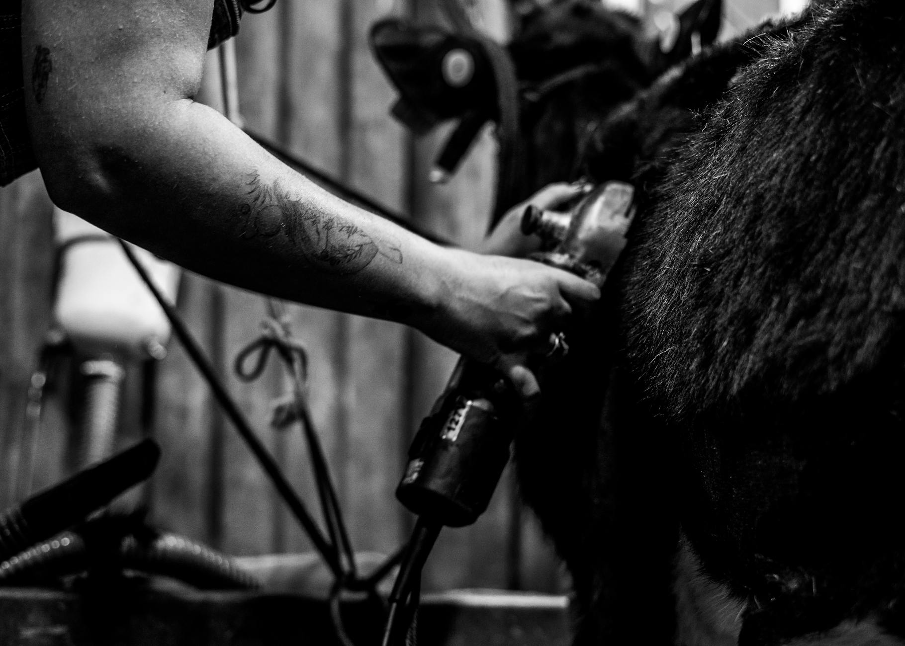 Wytatuowana dłoń strzygąca konia maszynką w wiejskiej stajni