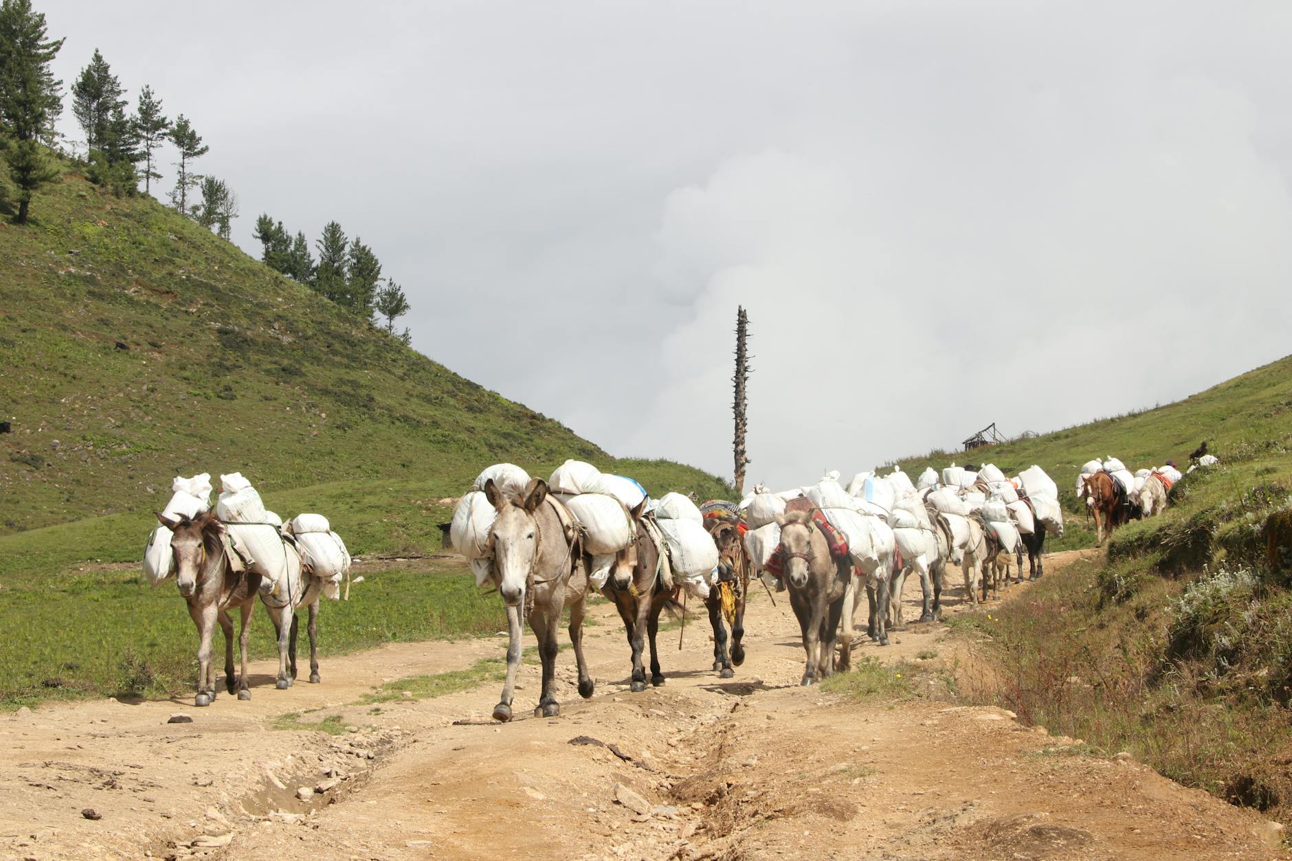 Juczne konie z ładunkiem na górskim szlaku podczas rajdu konnego