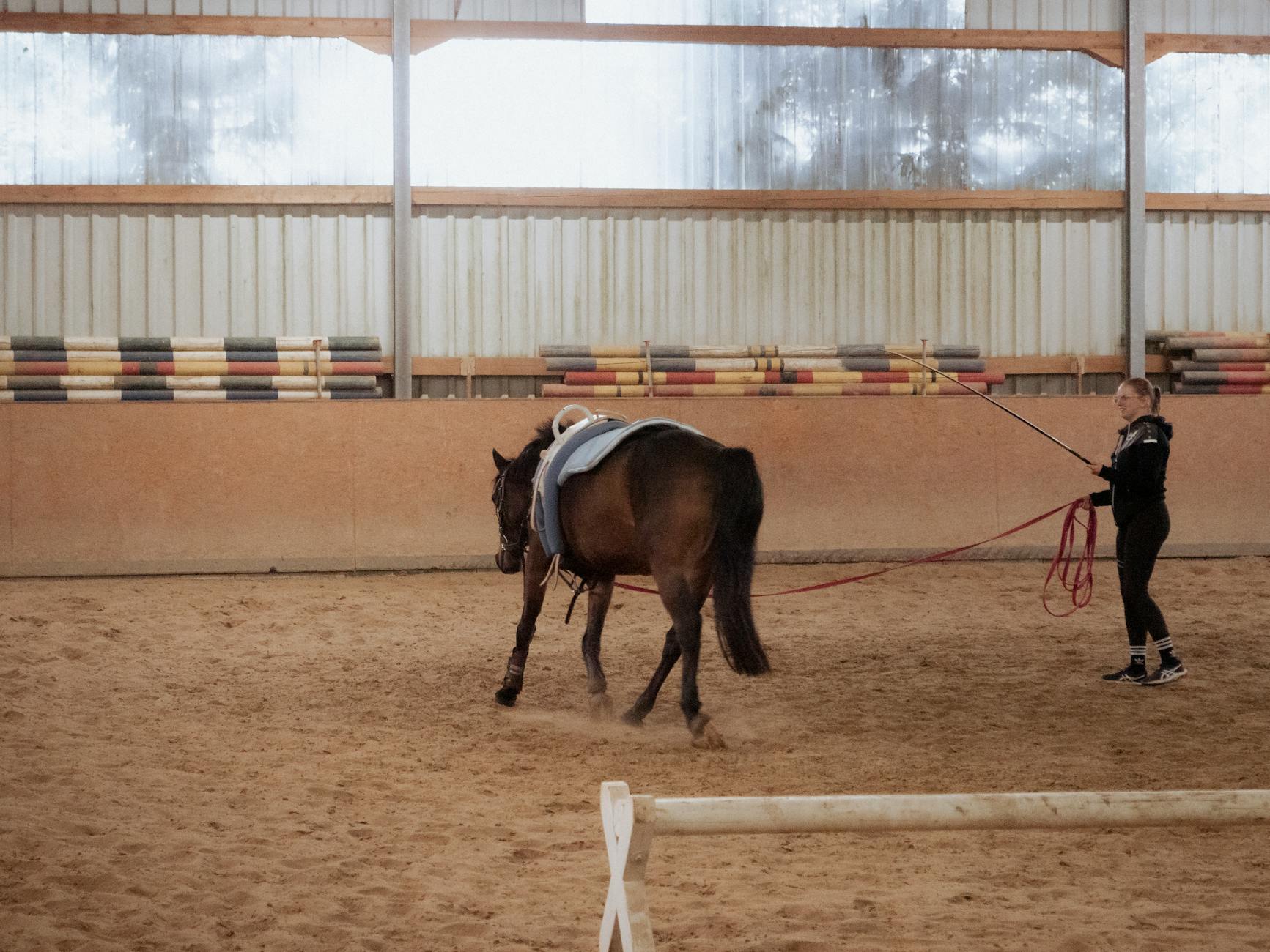 Trener prowadzi konia w krytej hali jeździeckiej podczas treningu