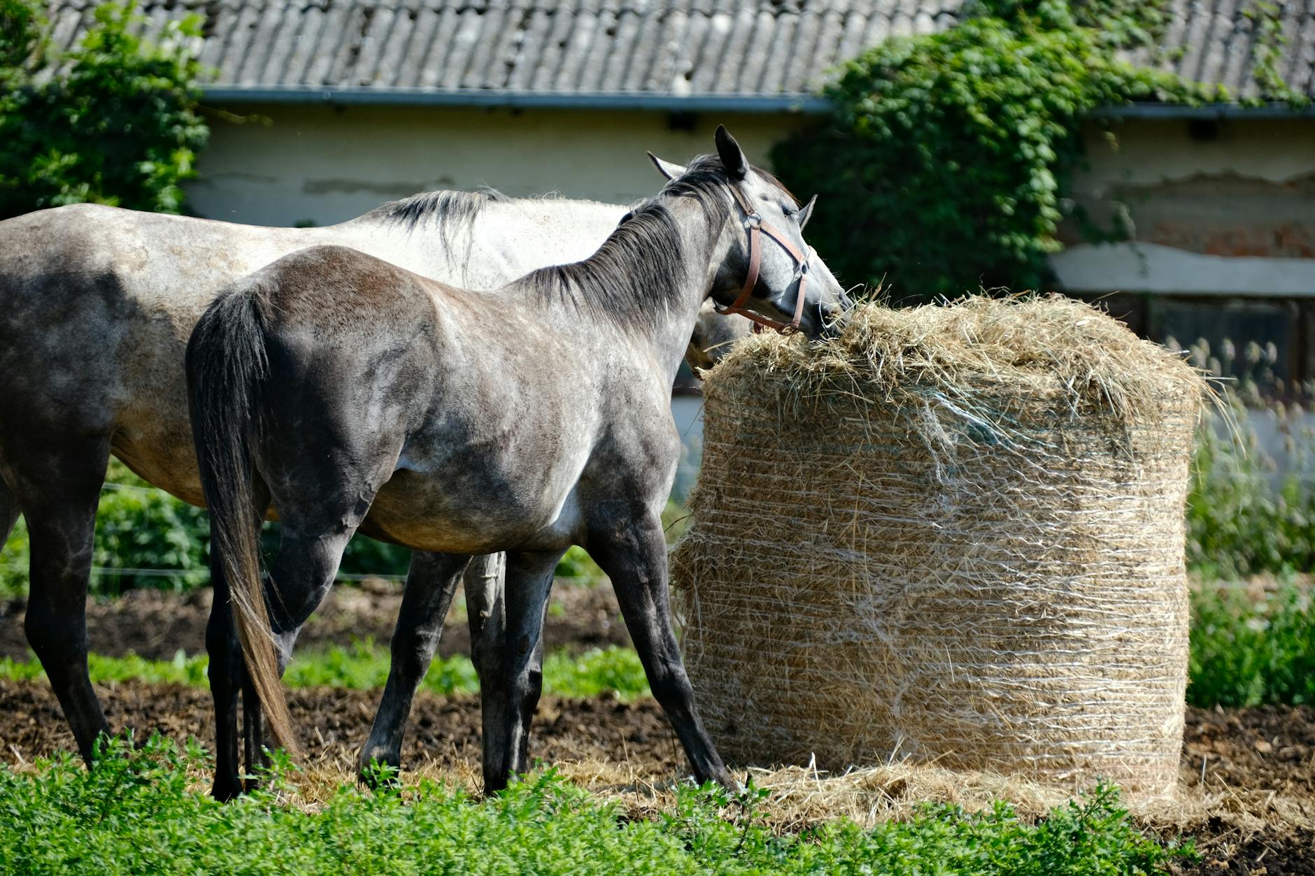 Dwa konie jedzą siano na spokojnym, podlaskim gospodarstwie